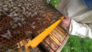 В пчелиной семье три маточника - выбираем один наилучший. Признаки.
