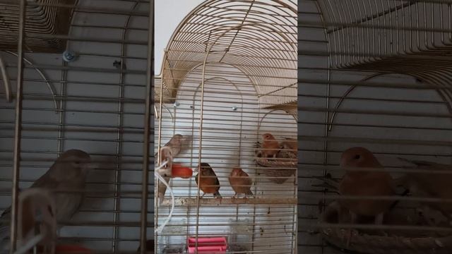 Разведение канареек:каких птичек покупать не стоит смотреть онлайн