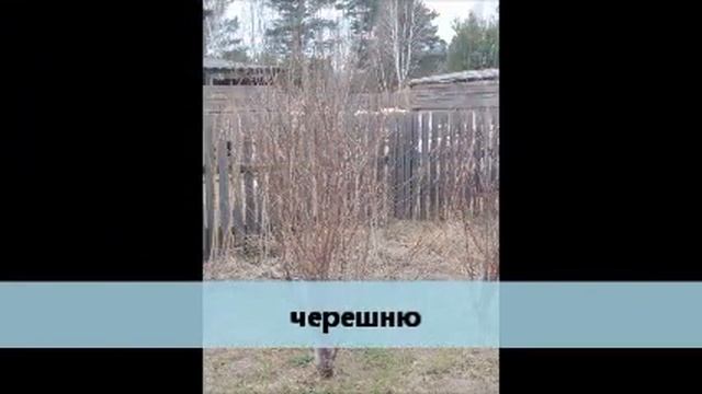 Весенняя обработка и подкормка деревьев и кустарников в саду. смотреть онлайн