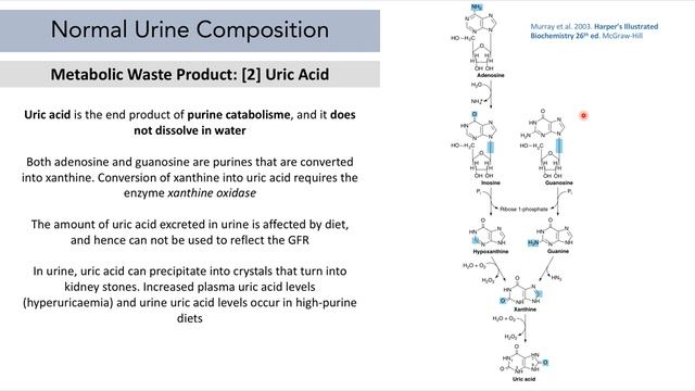 Biochemistry of the Urinary System.mp4 смотреть онлайн