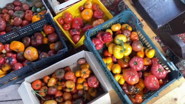 Выходные на даче / срочно обрезаю листья поливаю собираю урожай / планы на выходные смотреть онлайн