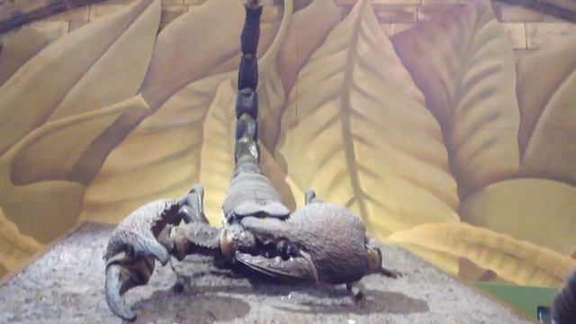 Transformer Skorpion?! :D in HD смотреть онлайн