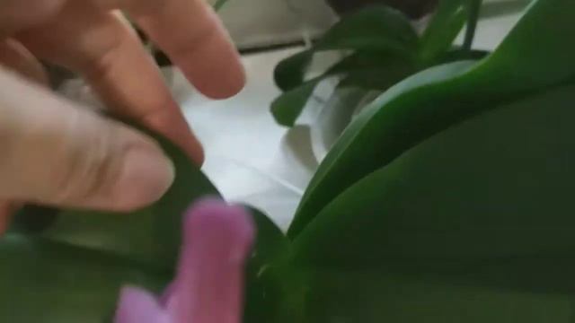 Мои орхидеечки.Спустя месяц.🍀🍀🍀🍀 смотреть онлайн