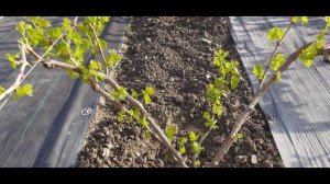 2 обработка винограда. Работа в апреле