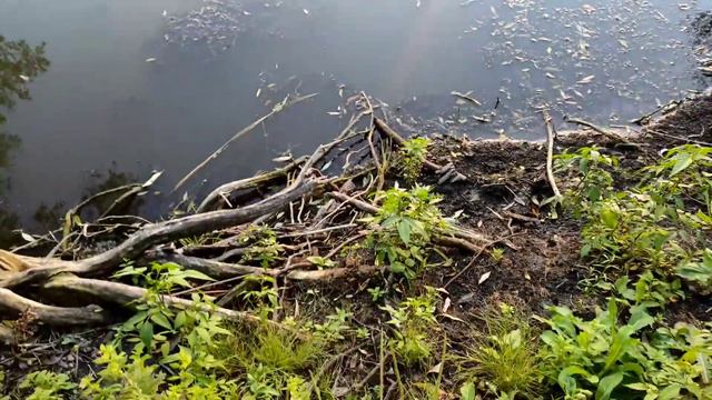 Прогулка до пруда/улов/рыба смотреть онлайн