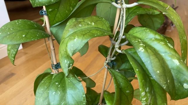 Hoya AH 049 через две недели после съемки заметно изменилась! смотреть онлайн