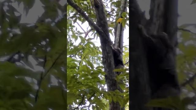 Разглядит ли Бася бразильских обезьян? Basya verá macacos brasileiros? смотреть онлайн