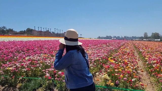 Walking tour of The Flower Fields in Carlsbad California USA смотреть онлайн