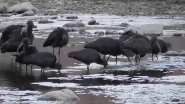 Каравайка - Plegadis falcinellus смотреть онлайн