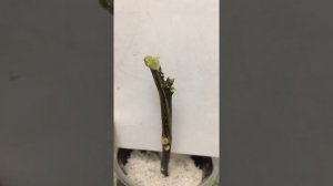 Укоренение мандарина с веточки с рынка