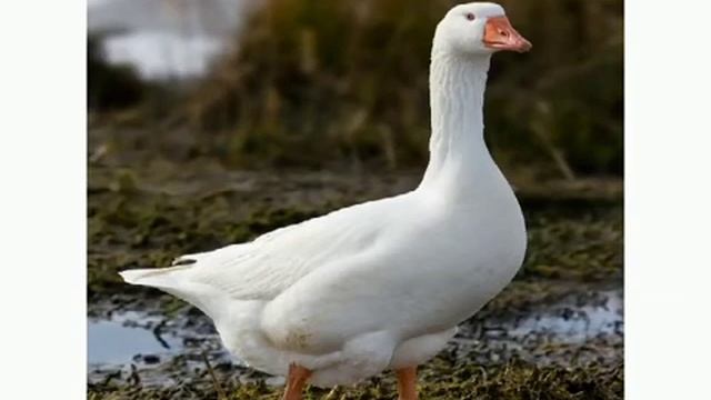 видеозанятие по окружающему миру Домашние животные и птицы