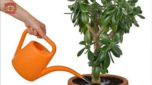 Толстянка (денежное дерево) СТАНЕТ НАМНОГО КРАСИВЕЕ! Простые, но рабочие советы!