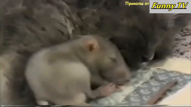 Приколы про животных 2017 года смотреть онлайн