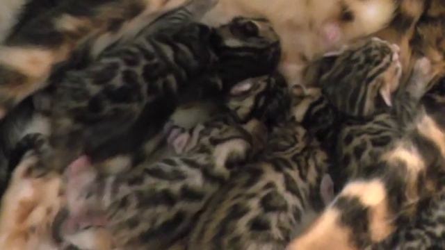 Родились бенгальские котята! смотреть онлайн