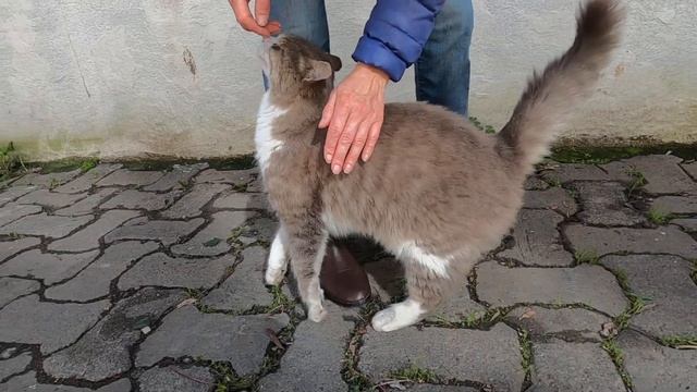Smoke cat greets me with her cute meow смотреть онлайн