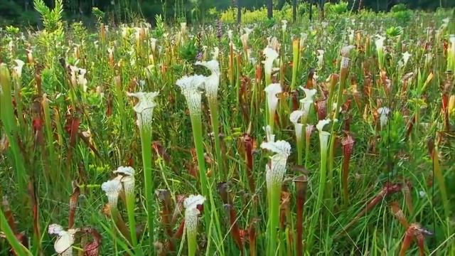 Венерина мухоловка, росянка, саррацения, непентес, цефалотус и другие хищные растения. смотреть онлайн