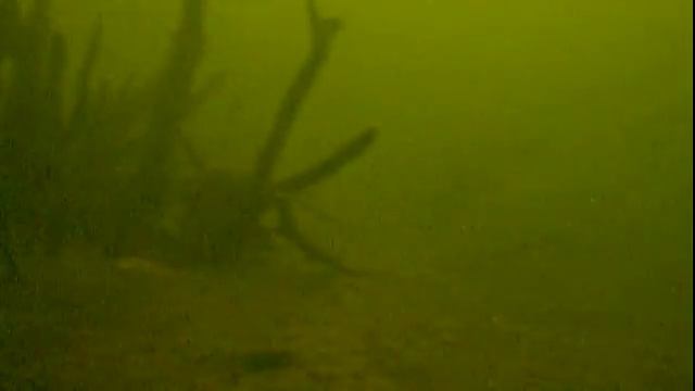 Шершни , плотный коряжник , глубина 9м. смотреть онлайн