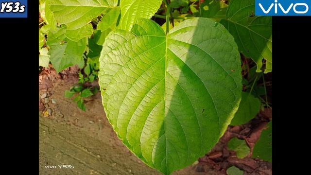 Vivo Y53s Unboxing ? & Camera Test ? TechnoEra смотреть онлайн