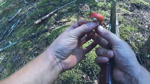 Вот это поход по грибы! СЫРОЕЖКИ в ПОЛЬШЕ