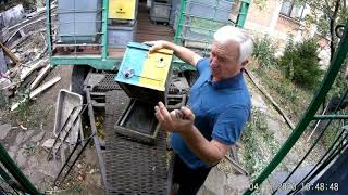 Зимовка пчелосемей на 4 рамках.Убираем утепления.Собираем гнёзда пчелосемей на зимовку. смотреть онлайн