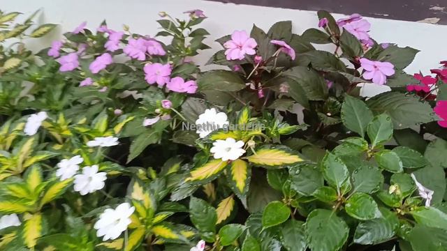 കുറഞ്ഞ വിലയ്ക്ക് കൂടുതൽ ചെടികൾ. chaines bolsam. vinca rose. budrose sale video смотреть онлайн
