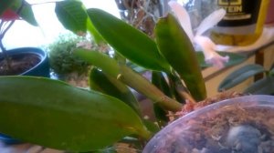 ЛЕГКИЙ СПОСОБ ЗАЦВЕСТИ КАТТЛЕЮ _