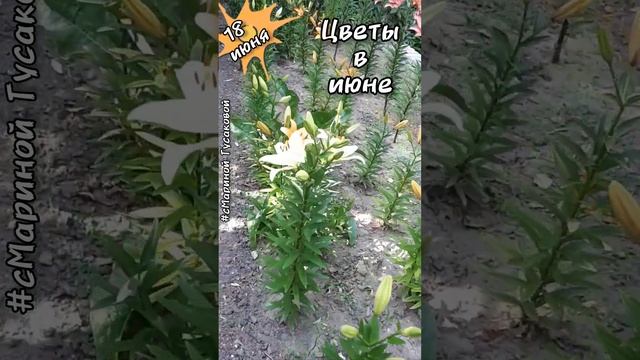 Какие цветы цветут в июне. Такая красота! #Лилии #Гортензия #Хоста #Спирея Японская ? 18 июня ? смотреть онлайн
