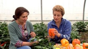 Полный обзор Желтых и Оранжевых Сладких Перцев