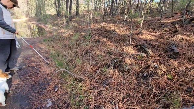 Где Растут Маслята Сбор грибов SpokaneWA США смотреть онлайн