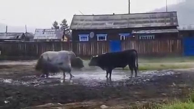 Жителей Бурятии впечатлила схватка яка с быком смотреть онлайн
