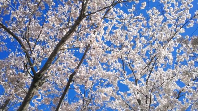 Classical MUSIC \ Relaxing PIANO music \ PIANO music ROMANTIC. #sadpiano #pianomusicromantic смотреть онлайн