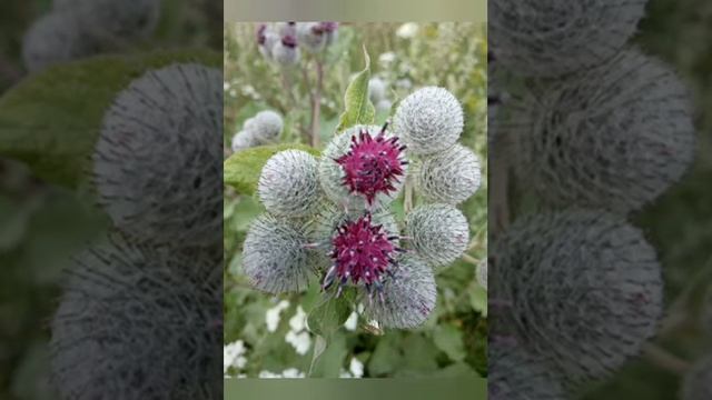 Анна Ахматова "Я научилась просто, мудро жить..."(читает Алёна Сахарчук) смотреть онлайн