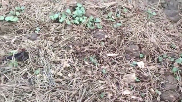 Отпуск на даче, часть 1 смотреть онлайн