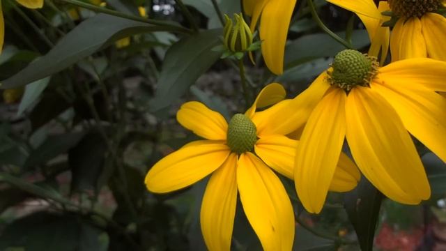 Sony DSC-WX9 Video Sample смотреть онлайн
