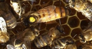 породы пчел на пасеке  - часть 3  - пчелы бакфаст