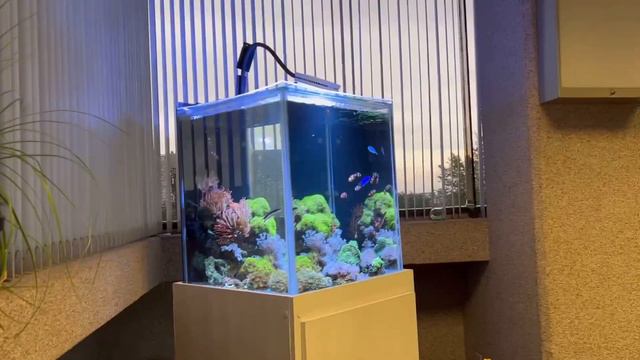 Lampara prime16 hd reef como funciona y como esta configurada reef 125 litros смотреть онлайн