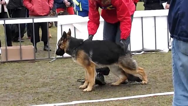 ЩЕНКИ СУКИ описание _ RussianSiegerZuchtSchau 2013