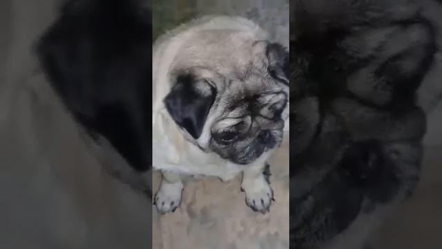Мой мопс Бужелия. смотреть онлайн