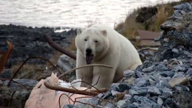 Настоящий белый медведь. Polar bear смотреть онлайн