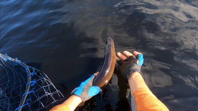 В царстве щук и окуней!День второй; Встреча с самой большой щукой в нашей жизни! смотреть онлайн