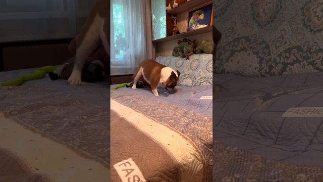 ХРУМ-ХРУМ / Черри хвастунишка или бутылок много не бывает смотреть онлайн