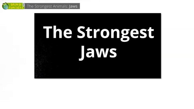 The Strongest Animals In The World 💪 - Animals For Kids - Educational Video