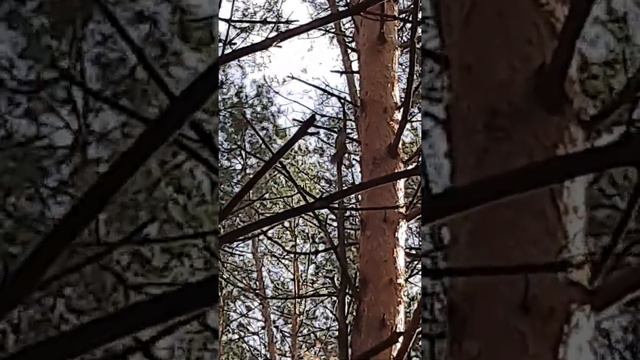 работа Дыма по белке осень 2020 год смотреть онлайн