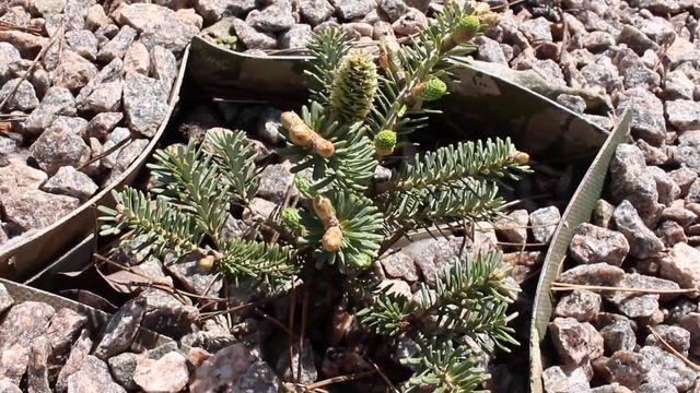 Ель Пуш . Сосна Компакт Джем. Пихта Блу меджик. Сосна Негиша весна 2018 6 часть смотреть онлайн