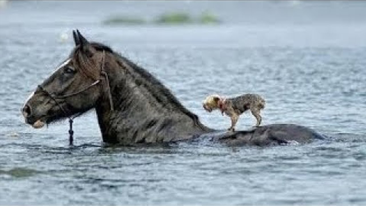 Животные спасают друг друга! 15 Удивительных случаев взаимопомощи между животными снятые на камеру смотреть онлайн