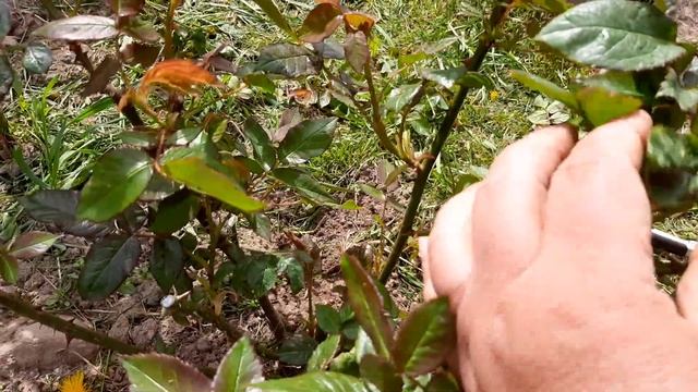 Розы в моем саду. Убираем слепые побеги . Прореживаем розы снизу. смотреть онлайн