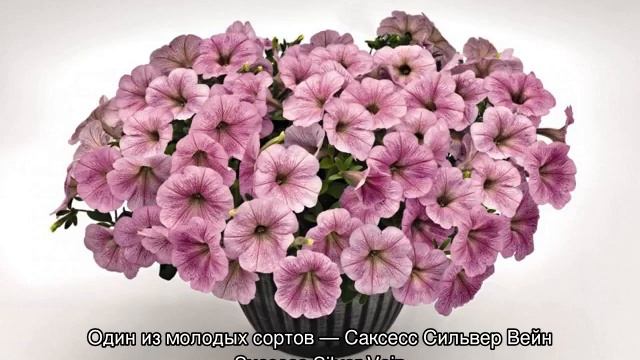 Петуния ампельная — однолетняя или многолетняя смотреть онлайн