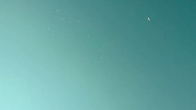 Иранские длинноносые бойные голуби. Iranian Pigeons. Tauben.伊朗鴿子