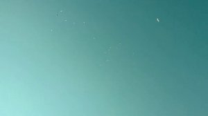 Иранские длинноносые бойные голуби. Iranian pigeons. Tauben.伊朗鴿子