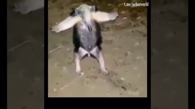 У муравьеда не только самый длинный язык, но и смелый характер смотреть онлайн